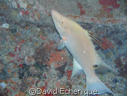 Hog fish on the Spiegel Grove off the Florida Keys by David Echenique 